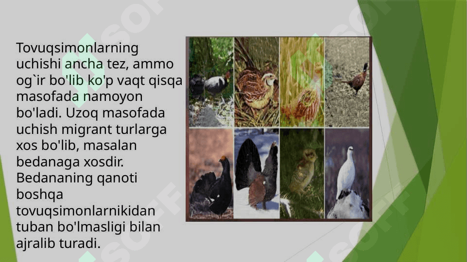 Tovuqsimonlar,asosiy turlarining hayoti 4