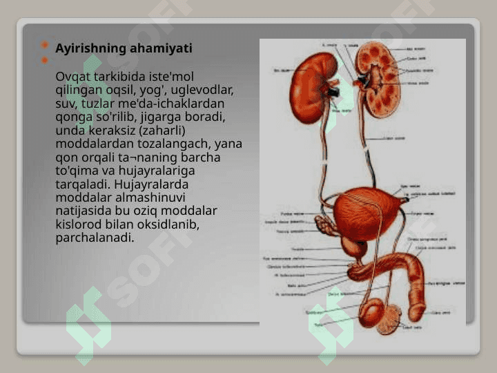 AYRUV TIZIMI. BUYRAKLAR. SIYDIK TARKIBI. 3