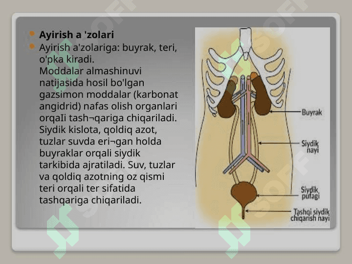 AYRUV TIZIMI. BUYRAKLAR. SIYDIK TARKIBI. 4
