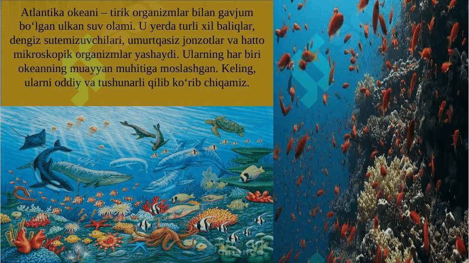 Atlantika okeani gidrobiontlari biologiyasi 6