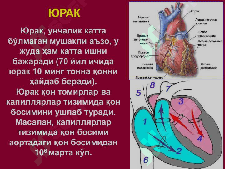 Qon tomor jarohligi toliq malumot 6