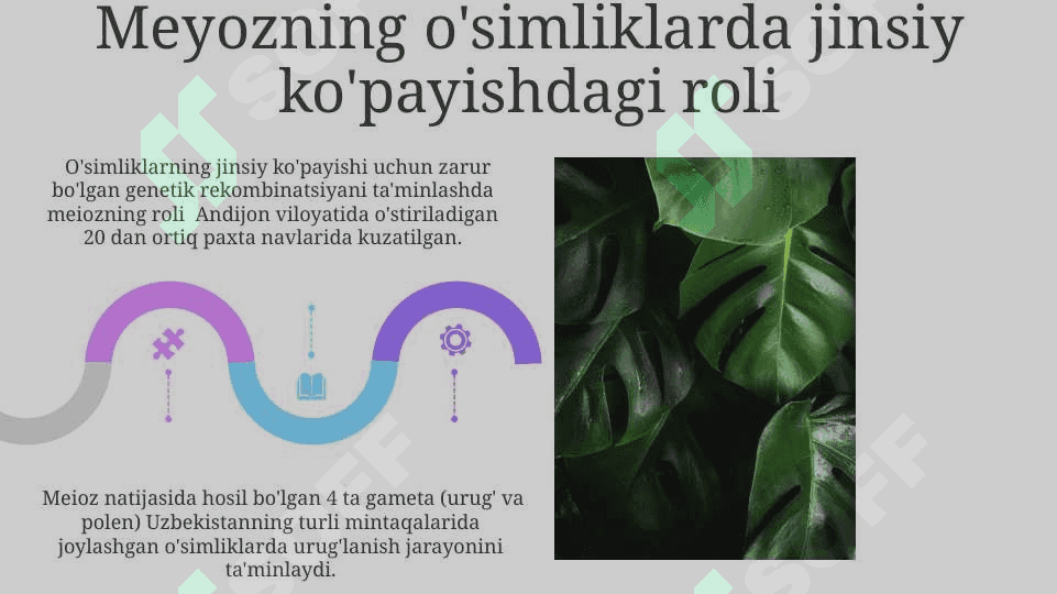 Gulli o'simliklar olamida amitoz mitoz va meyozning ahamiyati 5
