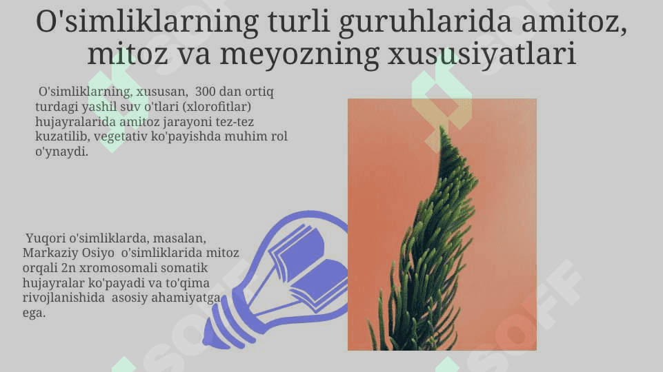 Gulli o'simliklar olamida amitoz mitoz va meyozning ahamiyati 7