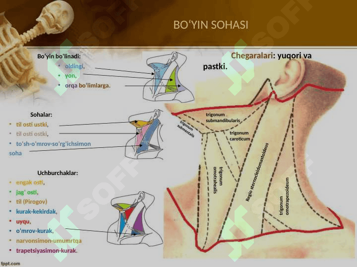 Bo‘yin sohasining topografik anatomiyasi va operativ xirurgiyasi 4
