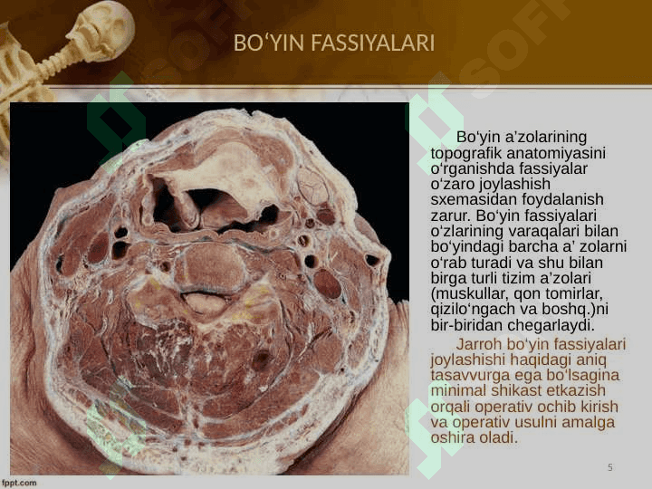 Bo‘yin sohasining topografik anatomiyasi va operativ xirurgiyasi 5