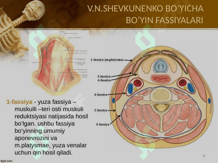 Bo‘yin sohasining topografik anatomiyasi va operativ xirurgiyasi 8