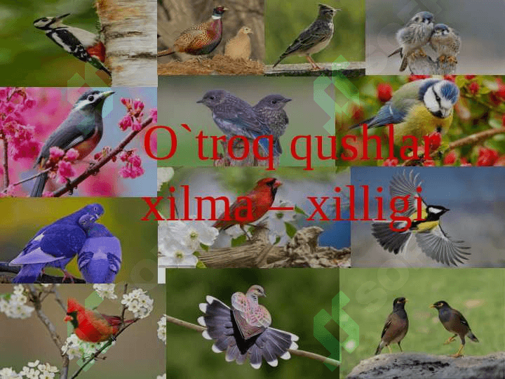 O’troq qushlar va ularning ekologiyasi 4