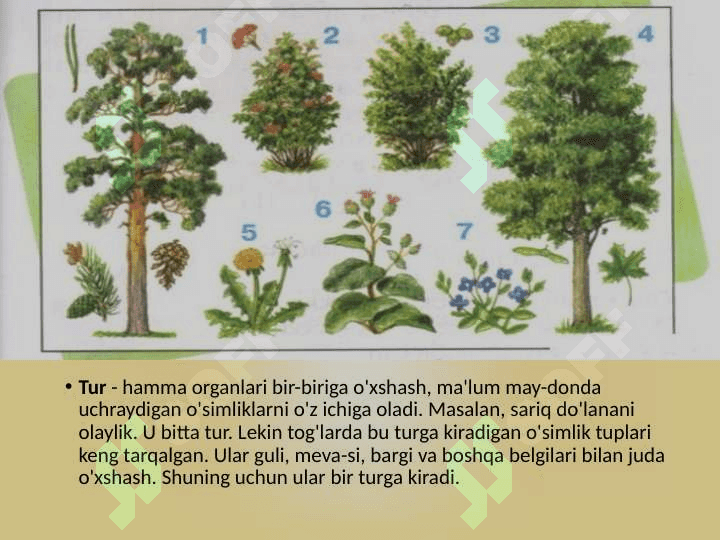 O'SIMLIKLAR SISTEMATIKASI HAQIDA TUSHUNCHA 3