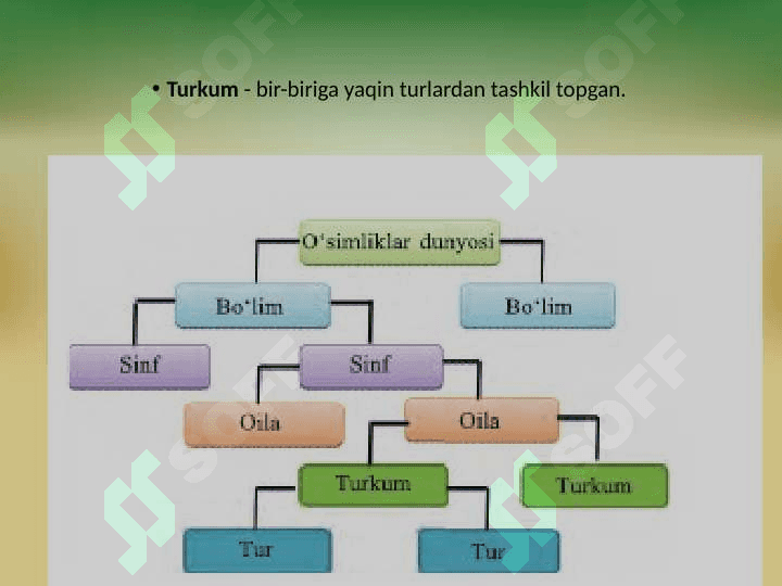 O'SIMLIKLAR SISTEMATIKASI HAQIDA TUSHUNCHA 4