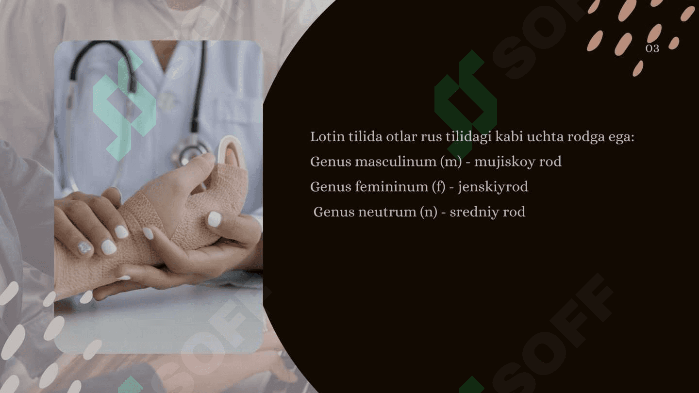 Moslashmagan aniqlovchi ishtirokida anatomik terminlar 8