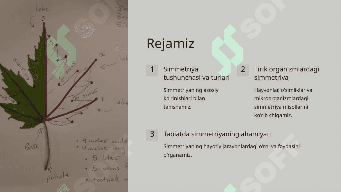 Tabiatdagi Simmetriya 2