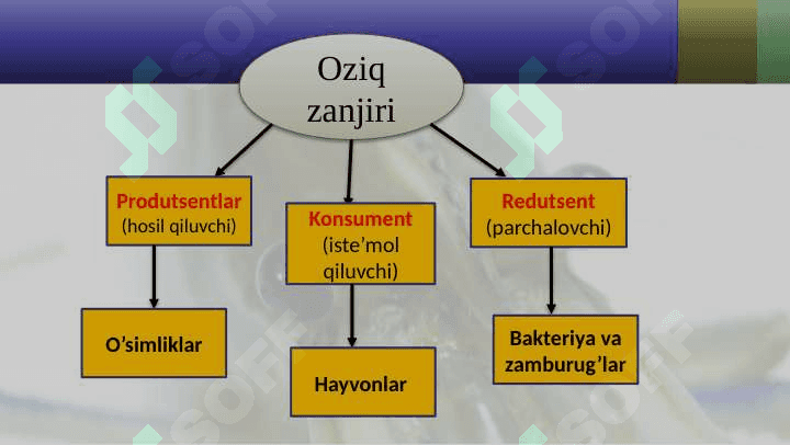 Organizmlarning oziqlanish usullari 4