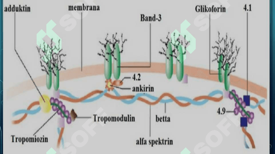 Eritrotsitlar, Turlari funksiyalari. Gemoglobin va Uning turlari 5