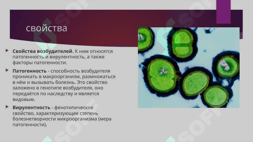 Патофизиология  инфекционного процесса 3