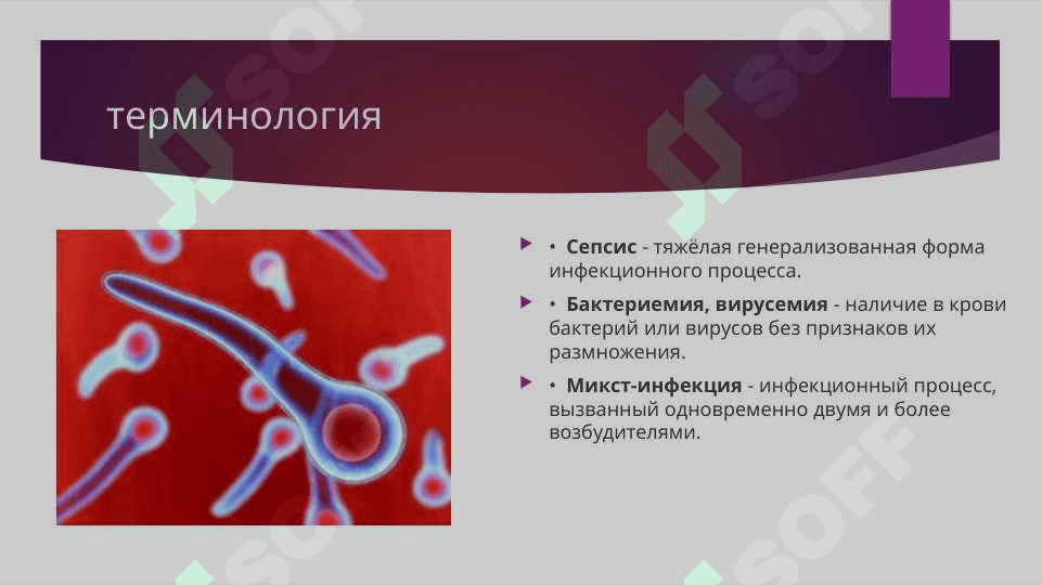 Патофизиология  инфекционного процесса 4