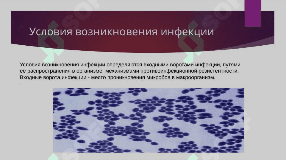 Патофизиология  инфекционного процесса 7