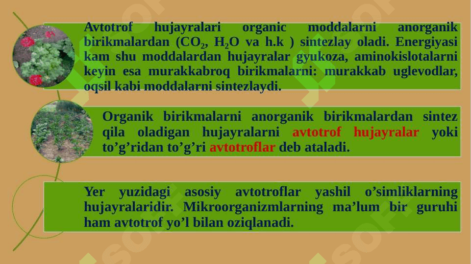Hujayraning oziqlanish 3