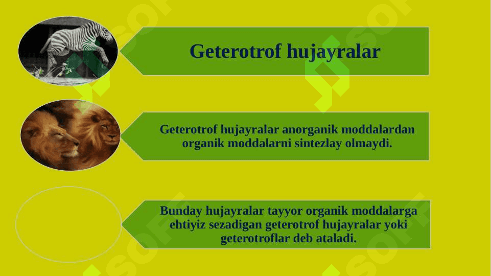 Hujayraning oziqlanish 4