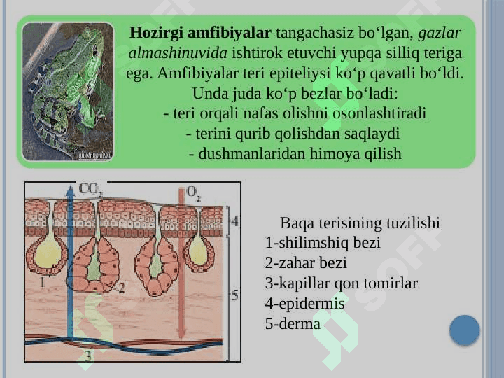 A’zolar sistemasi ontofilogenezi: teri, skelet,nerv sistemasi 6