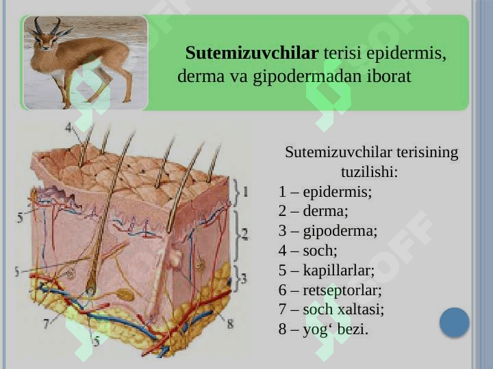 A’zolar sistemasi ontofilogenezi: teri, skelet,nerv sistemasi 8