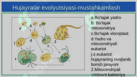 Hujayraning kimyoviy elementlari 5