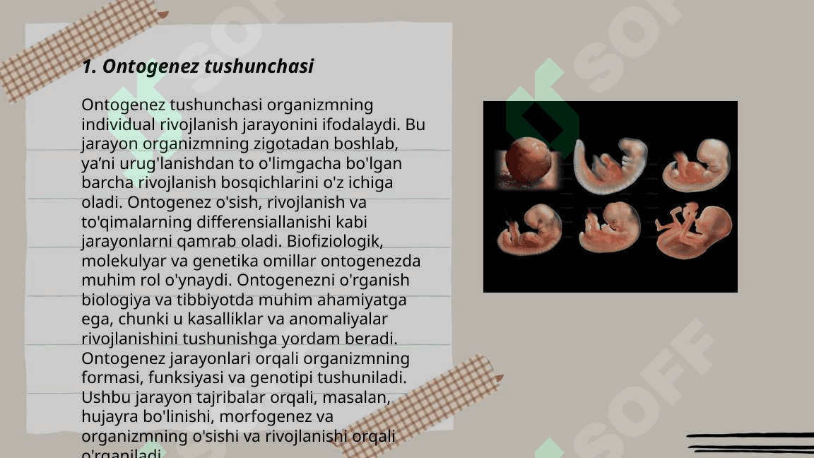 Ontogenez va biogenetik qonun 3