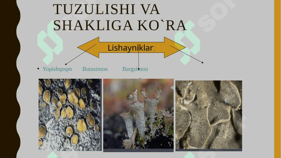 Lishayniklar bo'limi tavsifi, tallomining tuzilishi, xillari tabiatda va xalq xo‘jaligida ahamiyati 3