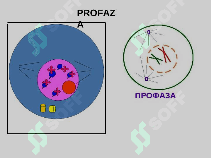 XROMOSOMA.  HUJAYRANING HAYOT SIKLI.  MITOZ. MEYOZ. 7