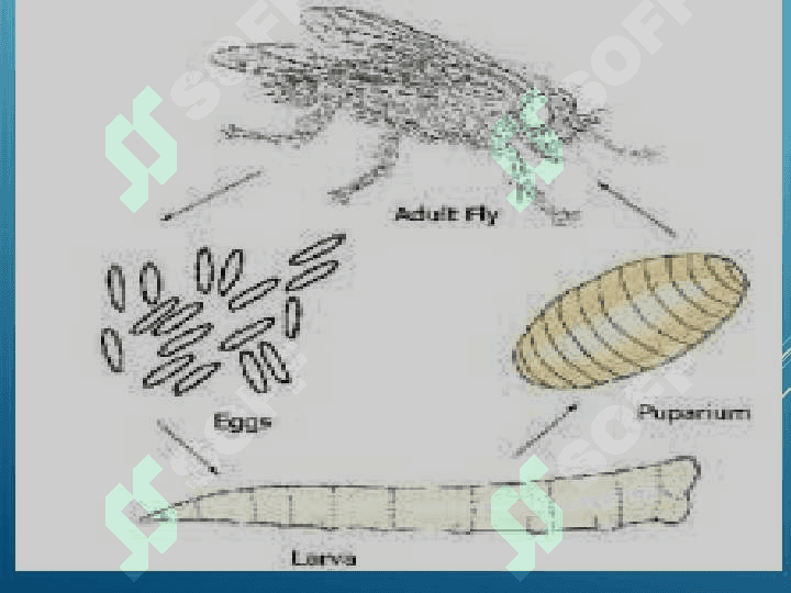 Parazitologiya asoslari, parazitlikning kelib chiqishi 6