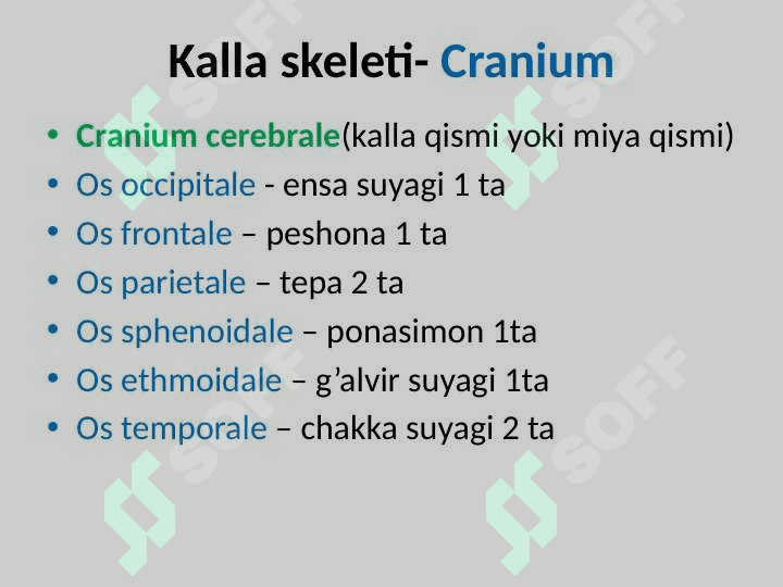 Kalla suyaklarining umumiy anatomiyasi(miya qism suyaklari) 3