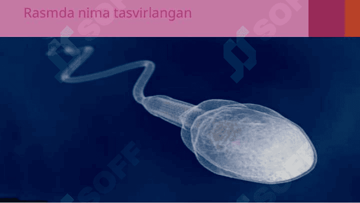 ORGANIZMLARNING JINSIY  KO’PAYISHI 4