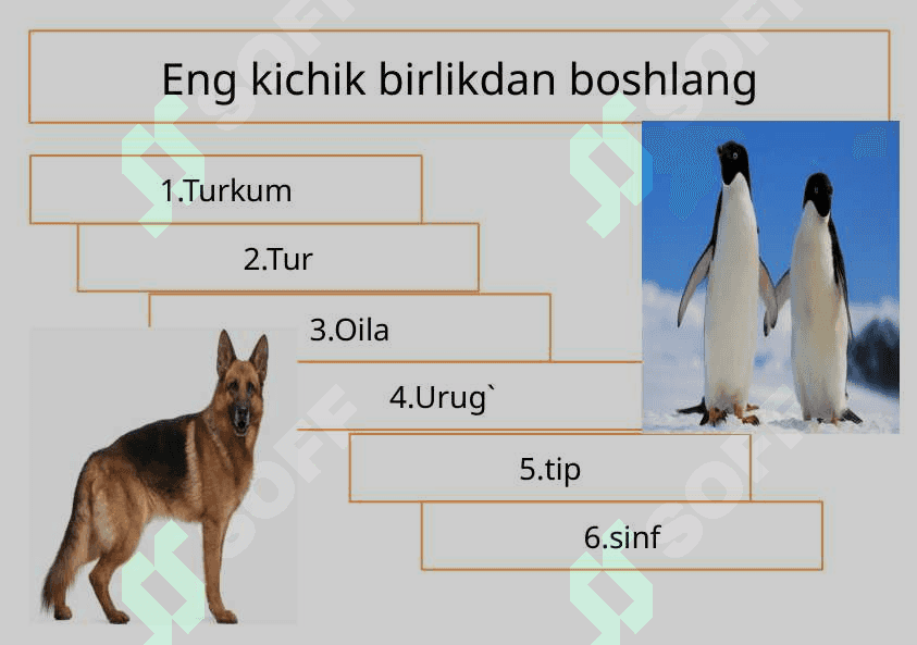 Sodda hayvonlar tipi Soxtaoyoqlilar sinfi 3