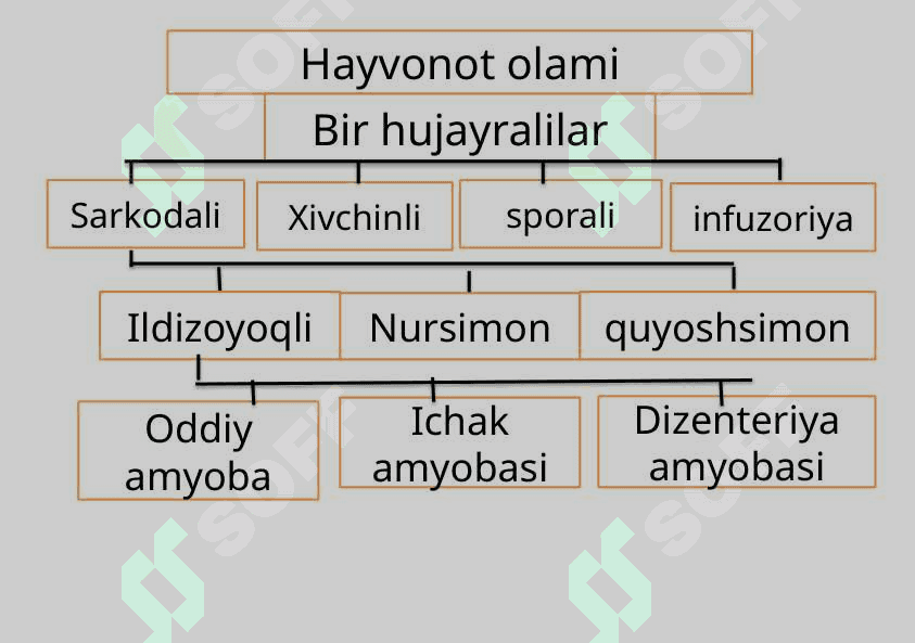 Sodda hayvonlar tipi Soxtaoyoqlilar sinfi 4