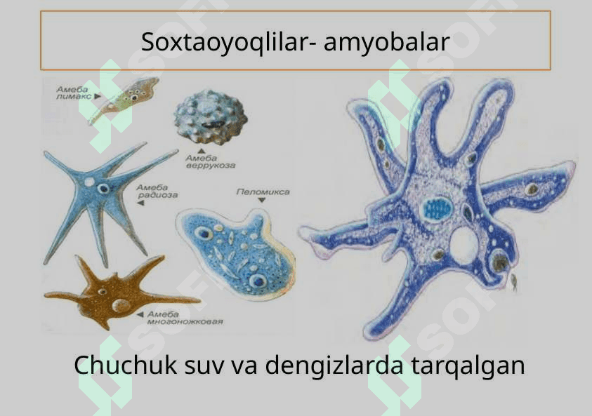 Sodda hayvonlar tipi Soxtaoyoqlilar sinfi 5