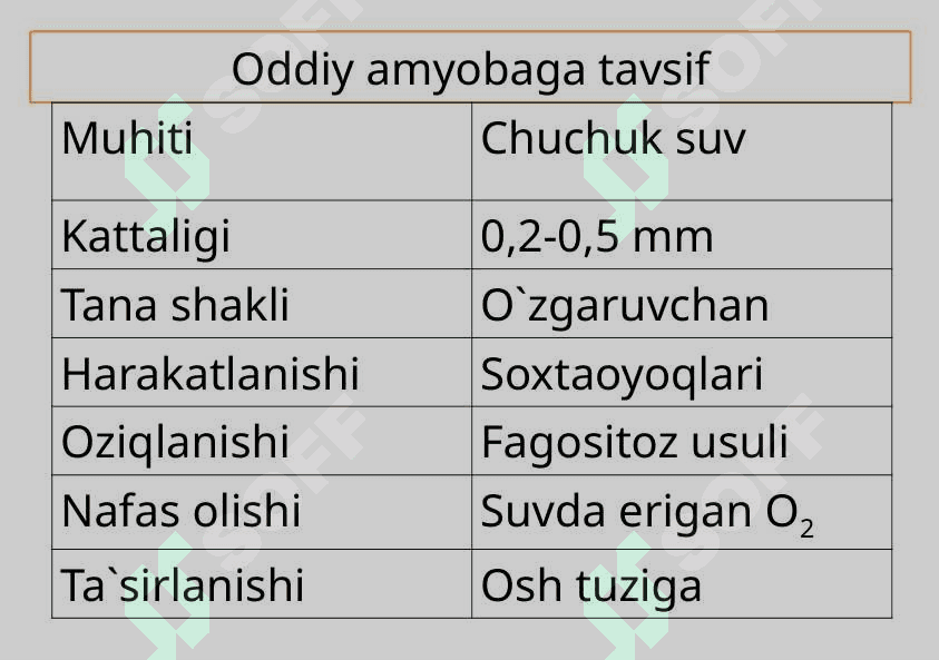 Sodda hayvonlar tipi Soxtaoyoqlilar sinfi 6