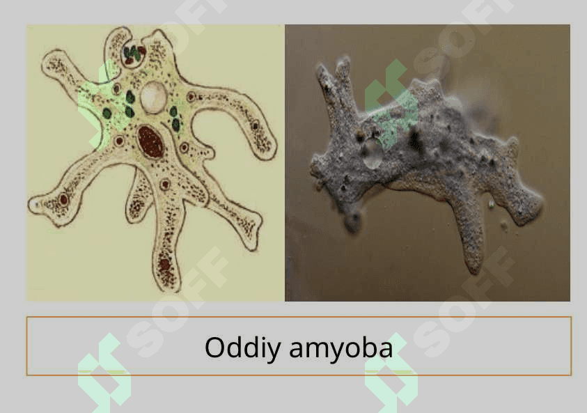 Sodda hayvonlar tipi Soxtaoyoqlilar sinfi 7