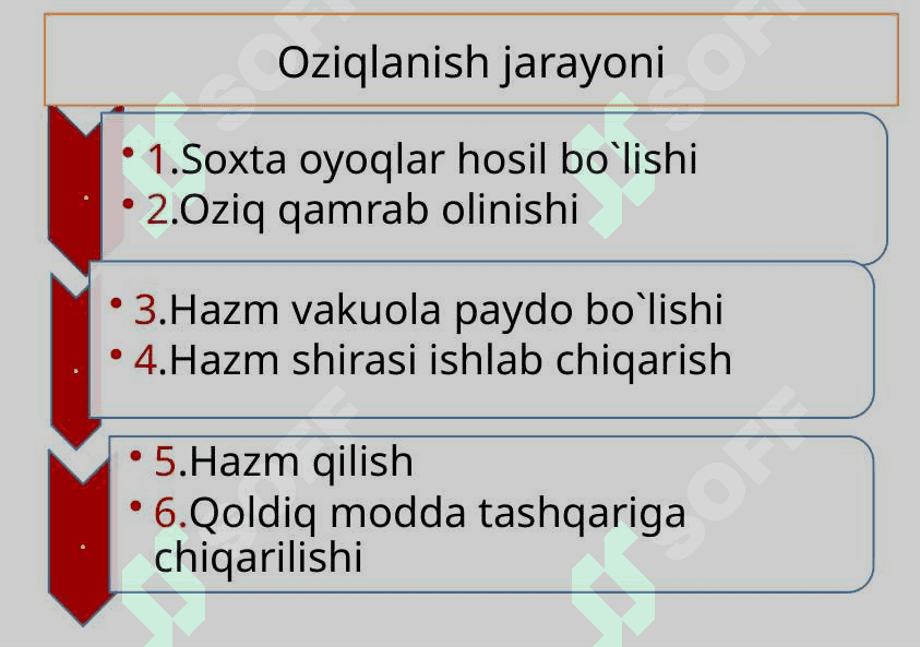 Sodda hayvonlar tipi Soxtaoyoqlilar sinfi 8
