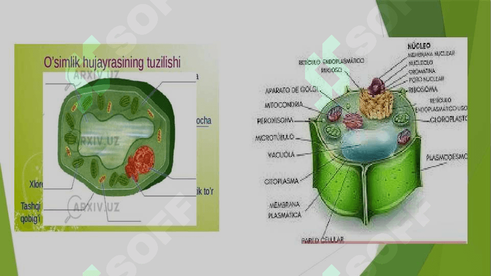 Hujayra nazariyasini yaratilish tarixi 5