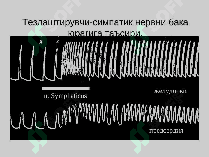 Юрак фаолиятини бошқарилиши 8