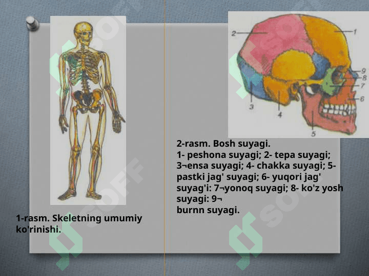 Tayanch harakat sistemasi 3