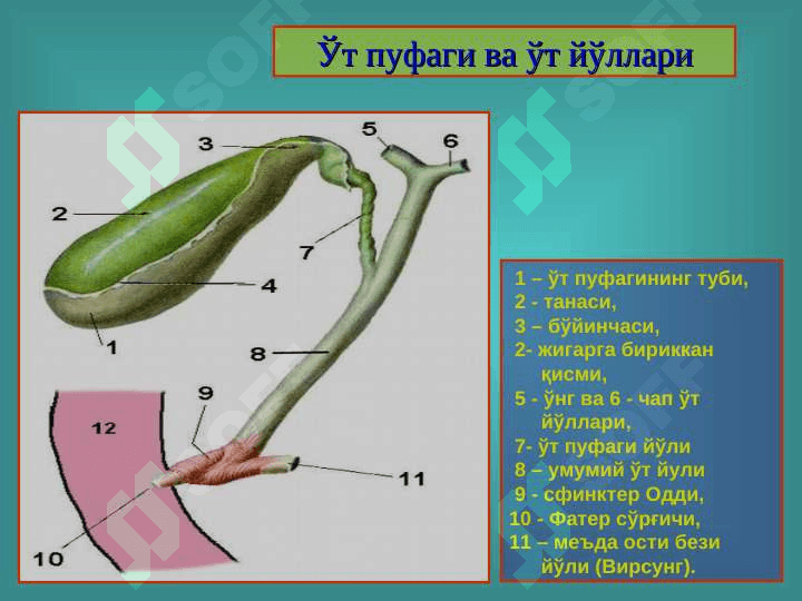 Ўт тош ва тошсиз холецистит 3