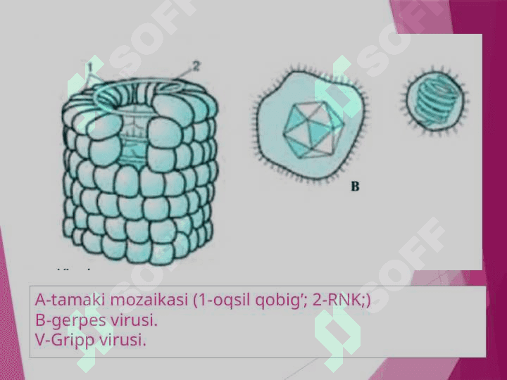 Gepatit viruslari A va B turlari 4