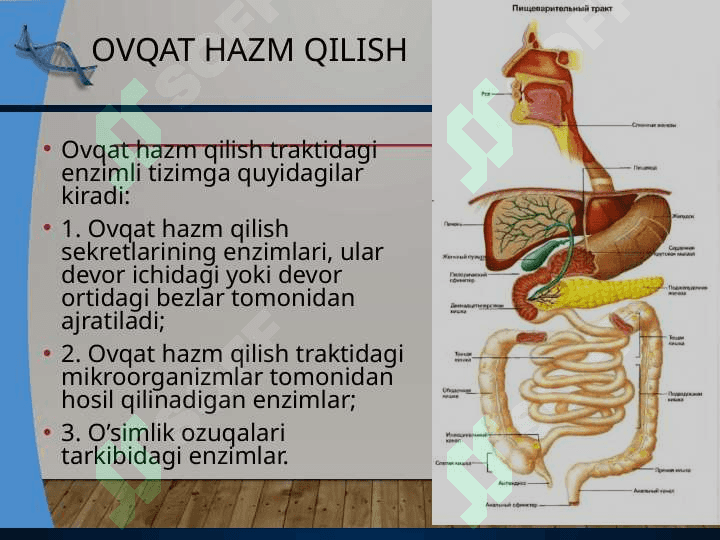 Ovqat hazm qilish azolari kasalliklari 2