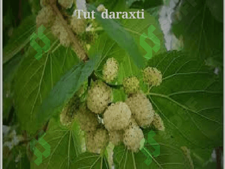 TUT  DARAXTI.  IPAK  QURTI 2