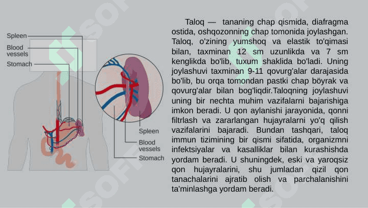 Taloq 3
