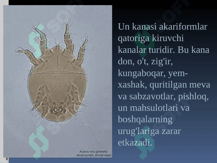 DON ZAHIRASI ZARARKUNANDALARI 8