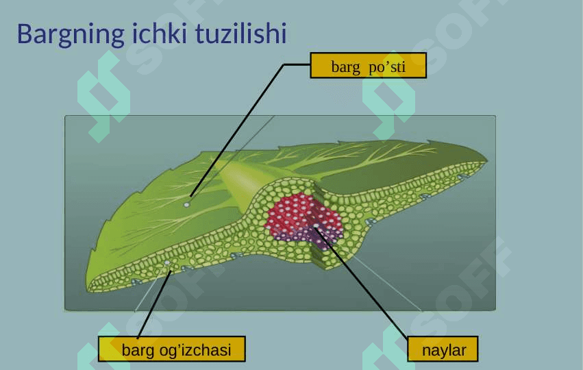 Barglarning ichki tuzilishi 4