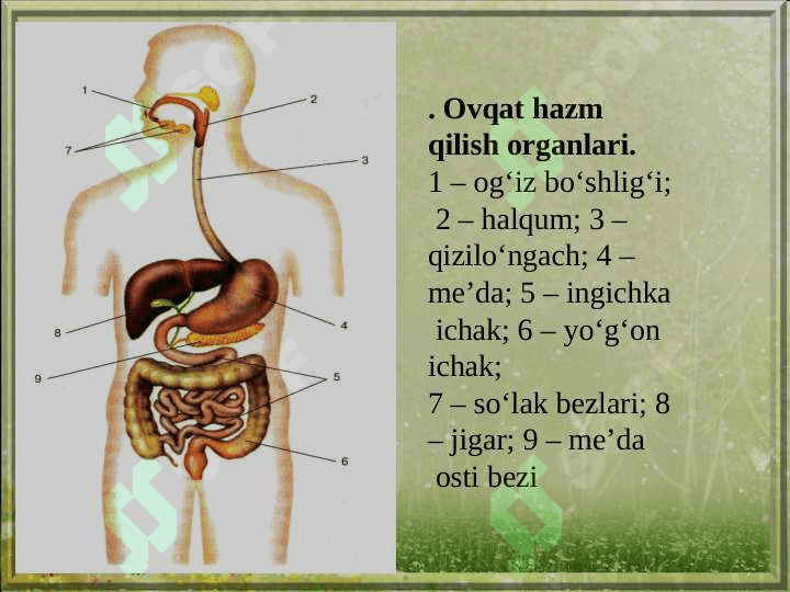 Jigar, o’t pufagi va  meda osti bezi 8