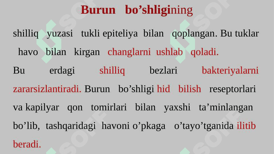 Nafas  olish  tizimi slayd 6