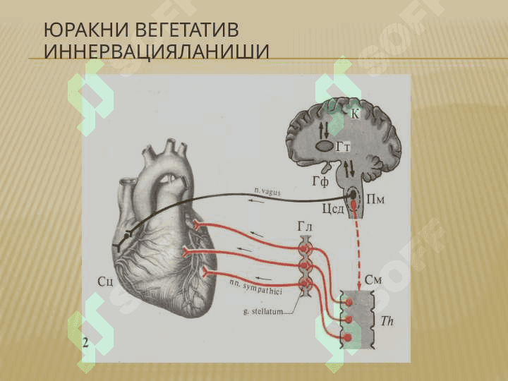 Юракнинг утказиш тизими 6